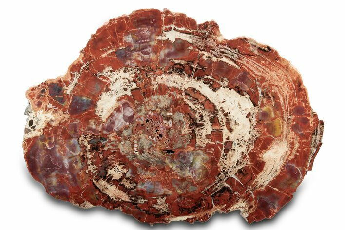 Rainbow Colored Polished Petrified Wood Round - Arizona #297305